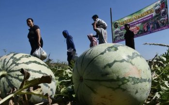 Buah semangka dapat membantu fungsi kardiovaskular lebih baik